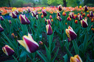 不知火舞和三个小男孩漫画：忍者舞者新漫画，友谊成长惊喜多