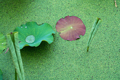 揉我胸 啊 嗯～下面出水了小：按摩胸部竟有奇效，女性必看！-1