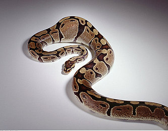 男女羞羞网站：游戏新宠，互动盛宴-1