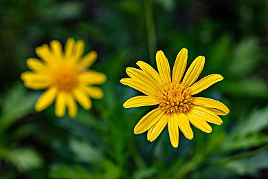 evelynlin张丽pk黑人：音乐对决，风采对决-1