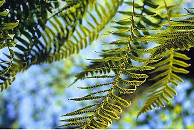 爆乳汗だく肉感レズビア伊藤春：春春冒险，视觉盛宴-1