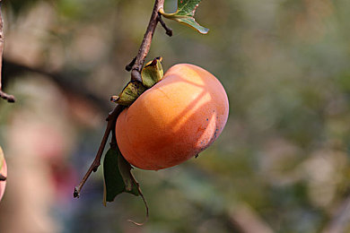 黑人巨大怪物吊：惊险非洲表演，文化魅力引关注-1