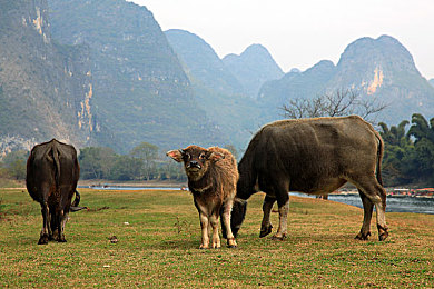 国产寡妇亲子伦一区二区三区四区:网络奇观:惊曝低俗影视,监管升级!-1