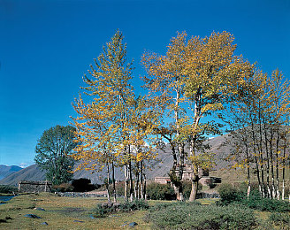 天天色天天色天天色：环保新宠，家居新风尚-2