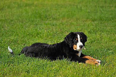 玩弄OL丝袜高跟秘书:都市职场女神,丝袜高跟鞋下的秘密-1