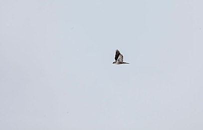 黄色App在线下载：网络净化行动，App市场更清朗