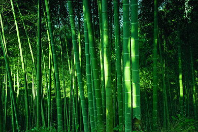 国外岁拗女稀缺资源：老龄化隐忧：婚育观念大转变-1