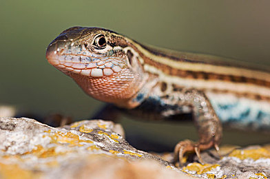 丁香花婷婷五月天:奇幻世界冒险启程,游戏新宠引关注-1