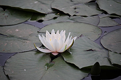 黄色软件在线免费观看：揭秘：免费视频平台的秘密世界-2