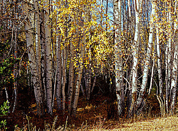 黄片APP：网络毒瘤现形记-2