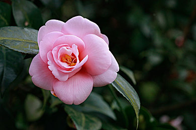 憋尿一天计划表：破解憋尿困扰，健康生活小妙招-1