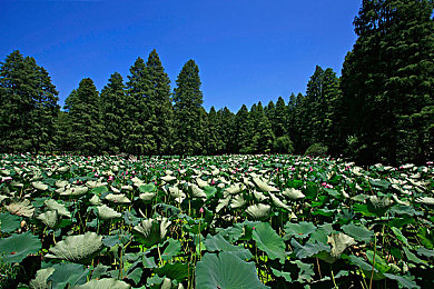 绿帽吃情夫精夜：神秘事件揭秘：道德底线被挑战-3