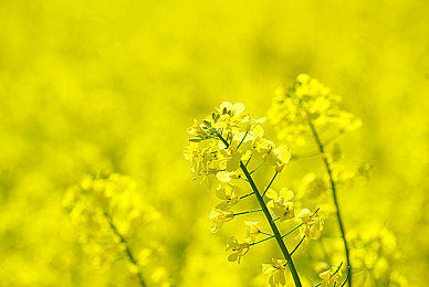 天天添：电商新宠，购物新体验-3