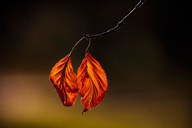 石原莉奈漂亮人妻被强被老头：女神石原莉奈遇袭，真相揭秘-5
