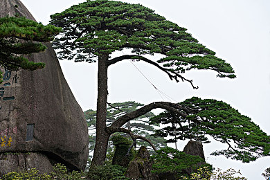 黄色软件在线免费观看：揭秘：免费视频平台的秘密世界-4