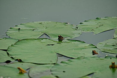 免费黄色小软件:“揭秘泛滥‘免费黄软’,网络安全如何防范?”-1