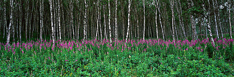 打扑克又叫又痛：牌局惊曝：叫牌声痛不欲生？-2