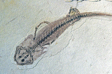 黄三色是哪三色颜色搭配图片：色彩谜题揭晓：黄三色搭配大揭秘-2