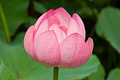 室外憋尿计划：憋尿也能养生？简单一招，远离尿路感染！-3