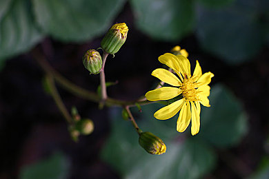 龚玥菲之3D潘金莲：古代佳人探险记-2