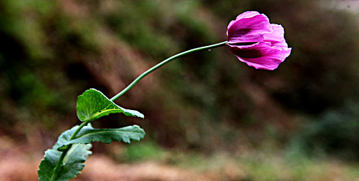 黄色污染软件:网络清朗,警惕“黄毒”侵袭-4