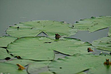 传媒春节回家相亲孟孟：春节邂逅：传媒女与市场经理的爱情故事-2