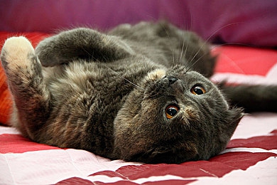 九九热九九热：夏日新宠，趣味九九挑战！-3