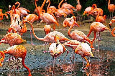 男女上床打扑克:床上扑克,友谊升温-3