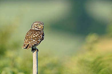 香蕉插入桃子里：果园奇遇，趣味种植新潮流-3