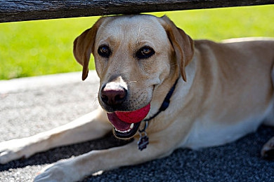 51张警犬9分10秒头撞玻璃：警犬耐力惊人，9分钟51次撞玻璃-3