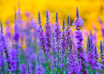 双人扑克剧烈运动：扑克运动新玩法，挑战极限乐趣多-3