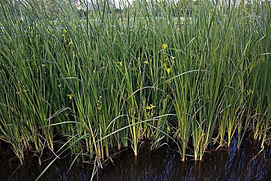 黄三色是哪三色颜色搭配图片：色彩谜题揭晓：黄三色搭配大揭秘-3