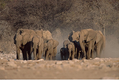 艳星lisaann办公室大战:职场艳遇,激战一触即发-5