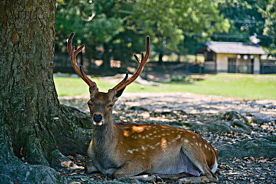 被按摩师玩弄到潮喷-4