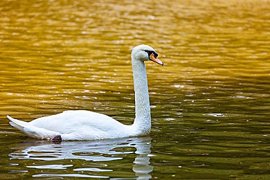 黄色软件app2023：网络陷阱揭秘，警惕“免费资源”陷阱-3