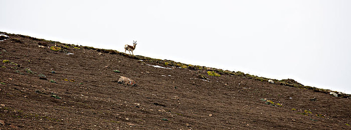 推特成人:社交巨头推特:成年人的新战场?-5