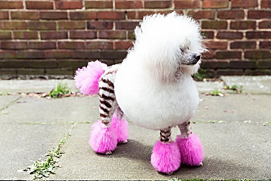 不知火舞和三个小男孩漫画：忍者舞者新漫画，友谊成长惊喜多-3