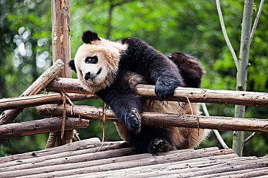 免费AI一键裸体网站：AI裸体应用引争议，隐私安全待解-3