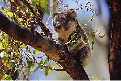 张柏芝打开双腿被亲Ps：张柏芝PS照片风波，维权之路引关注-1