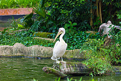老公在旁边隔着窗帘：窗帘见证爱意满满的家庭时光-3