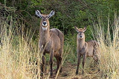 葵司单挑24人：电竞女神单挑24人，惊呆众人-4