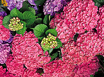 免费黄色小软件:“揭秘泛滥‘免费黄软’,网络安全如何防范?”-4