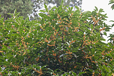 张婉莹视频暑假作业：暑假作业视频走红，展示青春风采-3