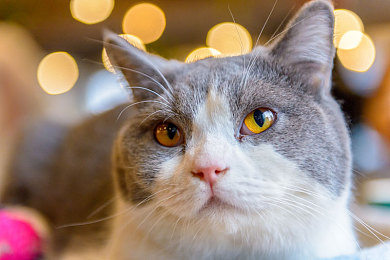 4438全国最大成人网：揭秘成人网站：独家内幕大揭秘-4