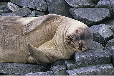 张婉莹视频暑假作业：暑假作业视频走红，展示青春风采-4