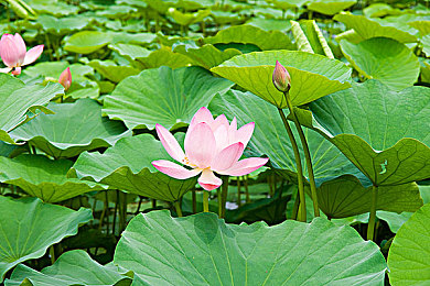 憋尿一天计划表：破解憋尿困扰，健康生活小妙招-3