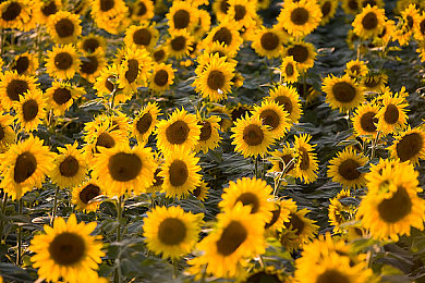 奴役鞭打屁股XXXXX：奇幻大陆激战正酣，新游引玩家狂热追捧-2