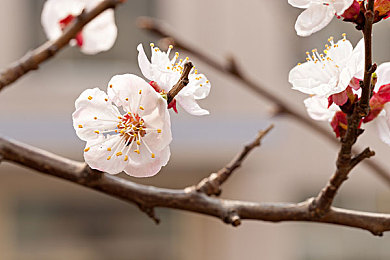 1069技师男男按摩：按摩新体验，1069技师独领风骚-3